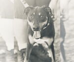 Small #3 Doberman Pinscher-German Shepherd Dog Mix