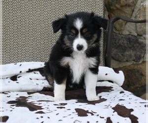 Miniature Australian Shepherd Puppy for sale in ORRVILLE, OH, USA