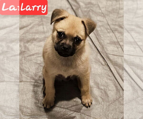 Medium Photo #1 Pug-Unknown Mix Puppy For Sale in Williamsburg, NM, USA
