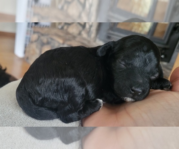 Medium Photo #16 Poodle (Toy) Puppy For Sale in MORRISON, CO, USA