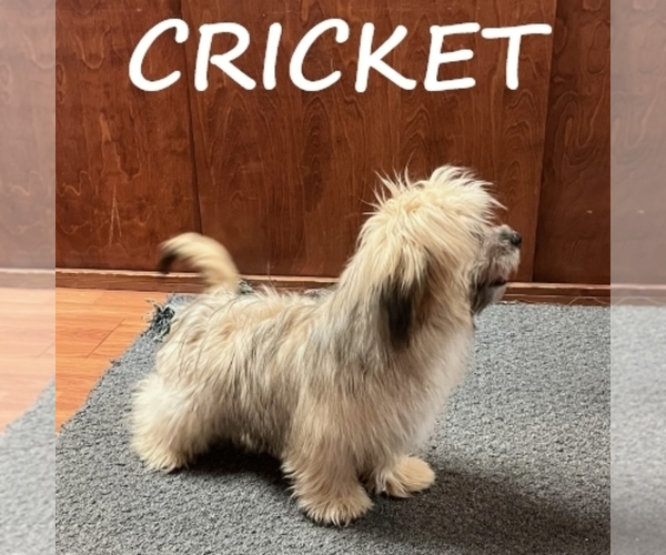 Medium Photo #4 Shih-Poo Puppy For Sale in HARTLAND, MN, USA