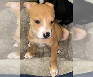 American Staffordshire Terrier-Unknown Mix Dogs for adoption in San Antonio, TX, USA