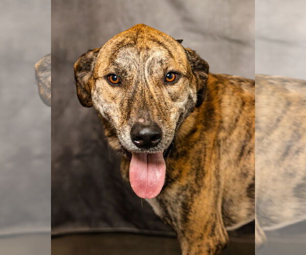 Medium Photo #3 Catahoula Leopard Dog-Great Pyrenees Mix Puppy For Sale in Clinton, OK, USA