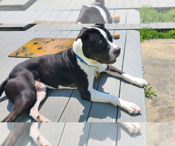Medium Photo #3 American Pit Bull Terrier Puppy For Sale in Rockville, MD, USA
