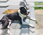 Small #2 American Pit Bull Terrier
