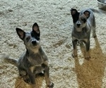 Small Australian Cattle Dog