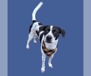 Pointer-Unknown Mix Dogs for adoption in Bakersfield, CA, USA