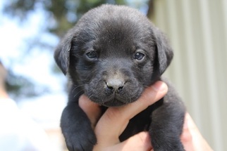 Labrador Retriever Puppy for sale in CALDWELL, ID, USA