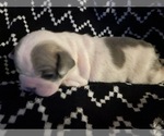 Small Photo #16 French Bulldog Puppy For Sale in OAKDALE, CA, USA