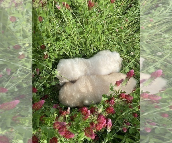 Medium Photo #22 English Cream Golden Retriever Puppy For Sale in ROCKY FACE, GA, USA