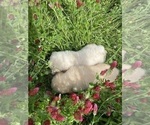 Small #21 English Cream Golden Retriever