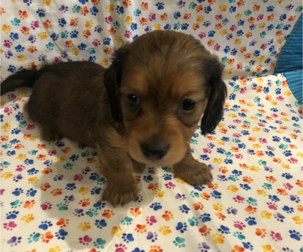 Medium Photo #1 Dachshund Puppy For Sale in LUBBOCK, TX, USA
