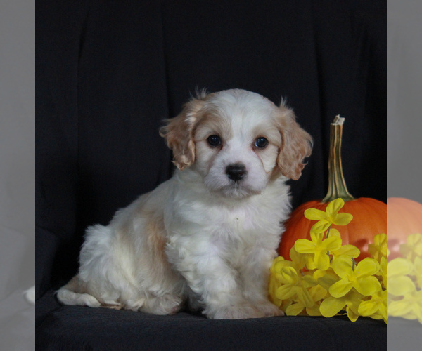 Medium Photo #3 Cavachon Puppy For Sale in NARVON, PA, USA