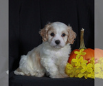 Small Photo #3 Cavachon Puppy For Sale in NARVON, PA, USA