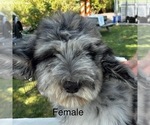 Puppy Female Merle Sheepadoodle