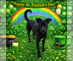 Small #2 Labrador Retriever-Mountain Cur Mix