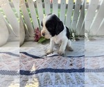 Small #1 Cocker Spaniel-English Springer Spaniel Mix