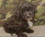 Small Photo #4 ShihPoo Puppy For Sale in SHAWNEE, OK, USA