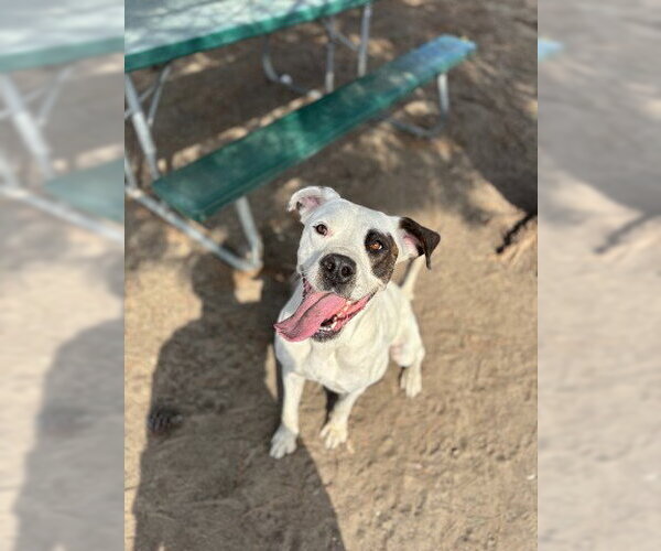 Medium Photo #2 Mutt Puppy For Sale in San Bernardino, CA, USA