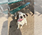 Small #1 Mutt