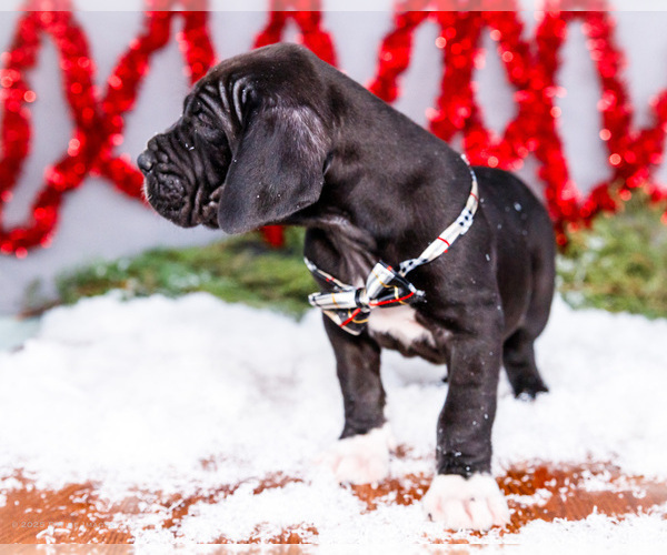 Medium Photo #16 Great Dane Puppy For Sale in WAKARUSA, IN, USA