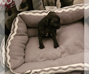 Pug Puppy for sale in BRIDGETOWN, OH, USA