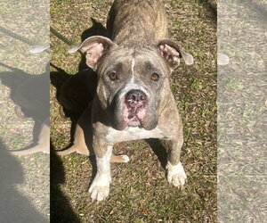 Peaches* - Female Bulldog-Unknown Mix Dog for Adoption - Photo #6