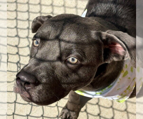 Medium Photo #1 Labrador Retriever-Unknown Mix Puppy For Sale in Tulsa, OK, USA