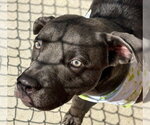 Small Labrador Retriever Mix