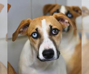 Mutt Dogs for adoption in San Antonio, TX, USA