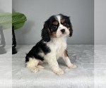 Small Photo #3 Cavalier King Charles Spaniel Puppy For Sale in FRANKLIN, IN, USA