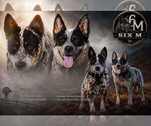Father of the Australian Cattle Dog puppies born on 08/11/2026