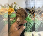 Puppy Puppy 6 Australian Labradoodle
