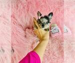 Small #13 Chihuahua