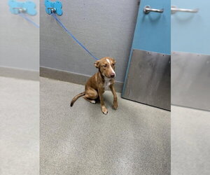 Australian Shepherd-Unknown Mix Dogs for adoption in Las Vegas, NV, USA