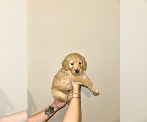 Medium Golden Retriever