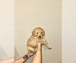 Puppy Dark Blue Golden Retriever