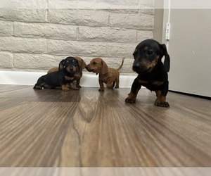 Dachshund Puppy for sale in EL PASO, TX, USA