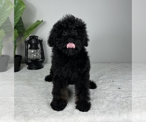 Miniature Bernedoodle Puppy for sale in FRANKLIN, IN, USA