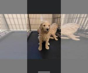 Poodle (Standard) Puppy for sale in LAMPASAS, TX, USA