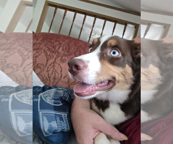 Medium Photo #13 Border-Aussie Puppy For Sale in Princeton, MN, USA