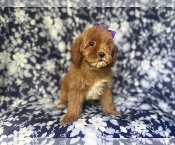 Medium Photo #5 Cock-A-Poo Puppy For Sale in LAKELAND, FL, USA