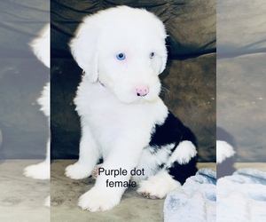 Sheepadoodle Puppy for sale in CORYDON, IN, USA