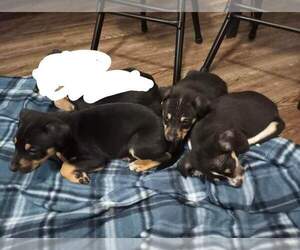 Australian Shepherd-Sharp Eagle Mix Puppy for sale in LAMAR, CO, USA