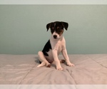 Small Photo #5 Australian Cattle Dog-Border Collie Mix Puppy For Sale in HILLSBORO, WI, USA