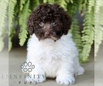Small Shih-Poo