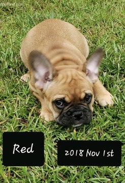 Medium Photo #5 French Bulldog Puppy For Sale in SPANISH FORT, AL, USA