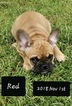 Small Photo #5 French Bulldog Puppy For Sale in SPANISH FORT, AL, USA