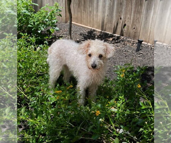 Medium Photo #3 Poodle (Miniature)-Unknown Mix Puppy For Sale in Katy, TX, USA