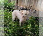Small #2 Poodle (Miniature) Mix